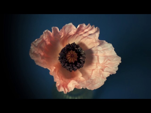 Timelapse of Poppies