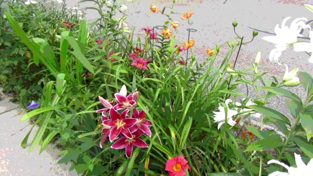 Scenes of the Seasons – Summer Flowers Scenes of the Seasons – Summer Flowers