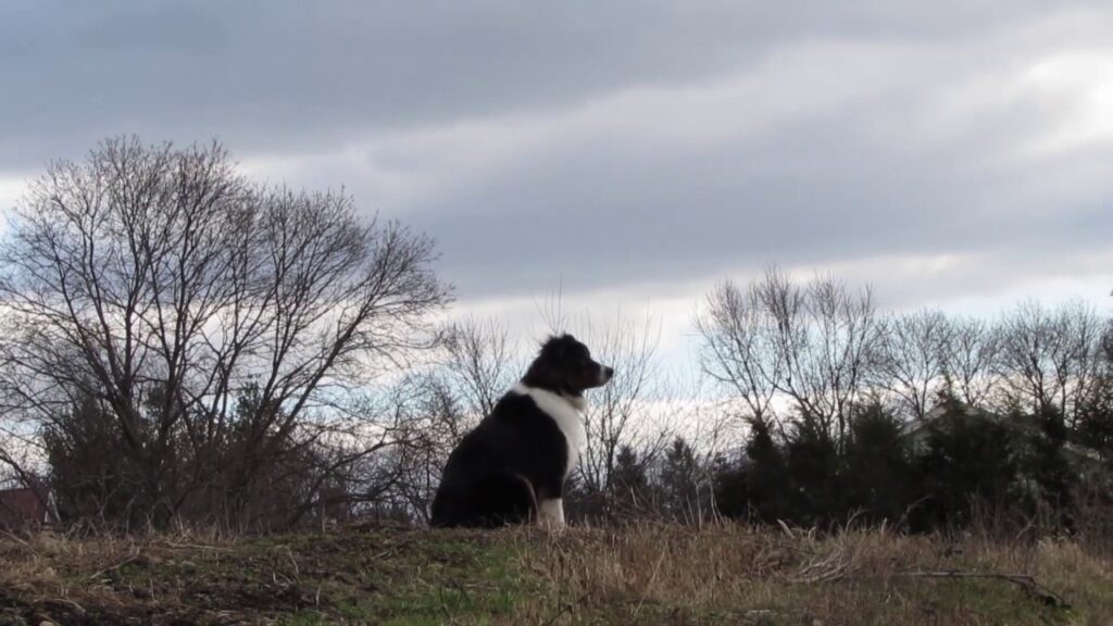 Scenes of the Seasons Dog Day of Winter Scenes of the Seasons Dog Day of Winter