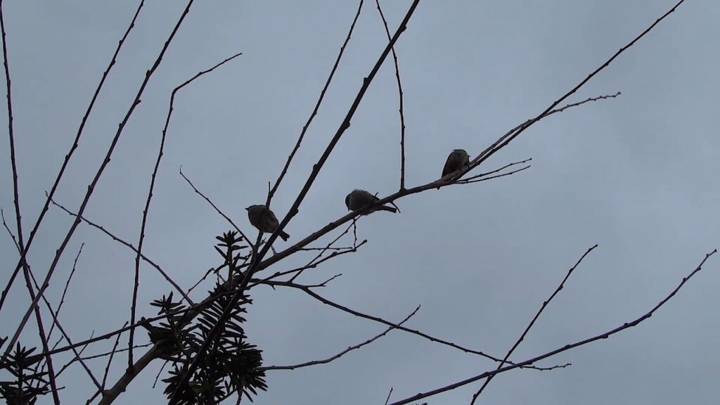 Scenes of the Seasons Early Spring 2020 Scenes of the Seasons Early Spring 2020