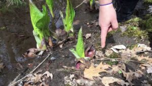 Skunk Cabbage – A spring ephemeral