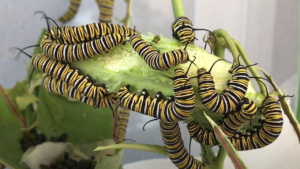 Caterpillars Munching