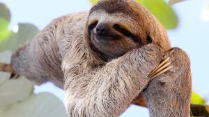 Fun Facts: Sloths